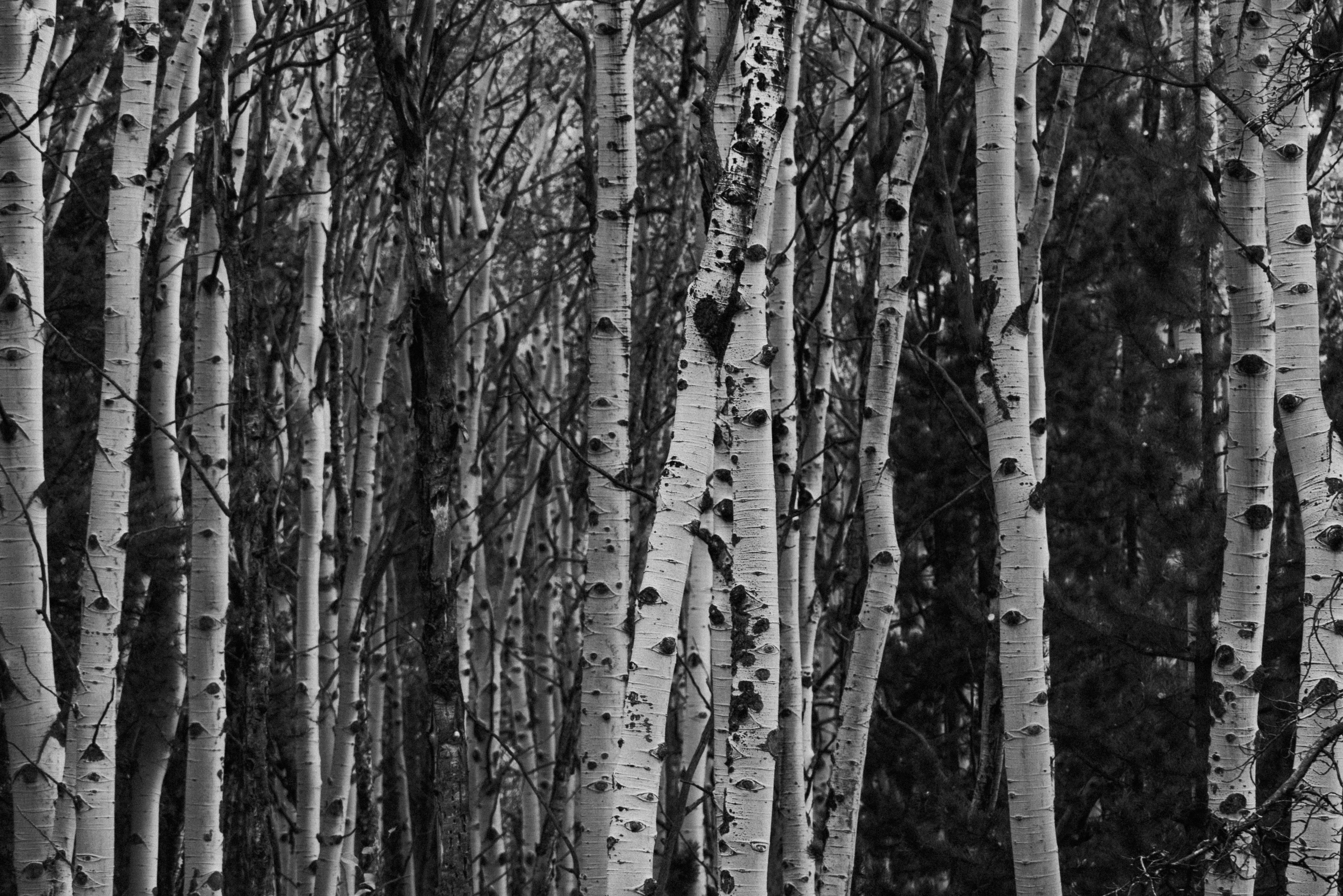 Photo by jaspergribble