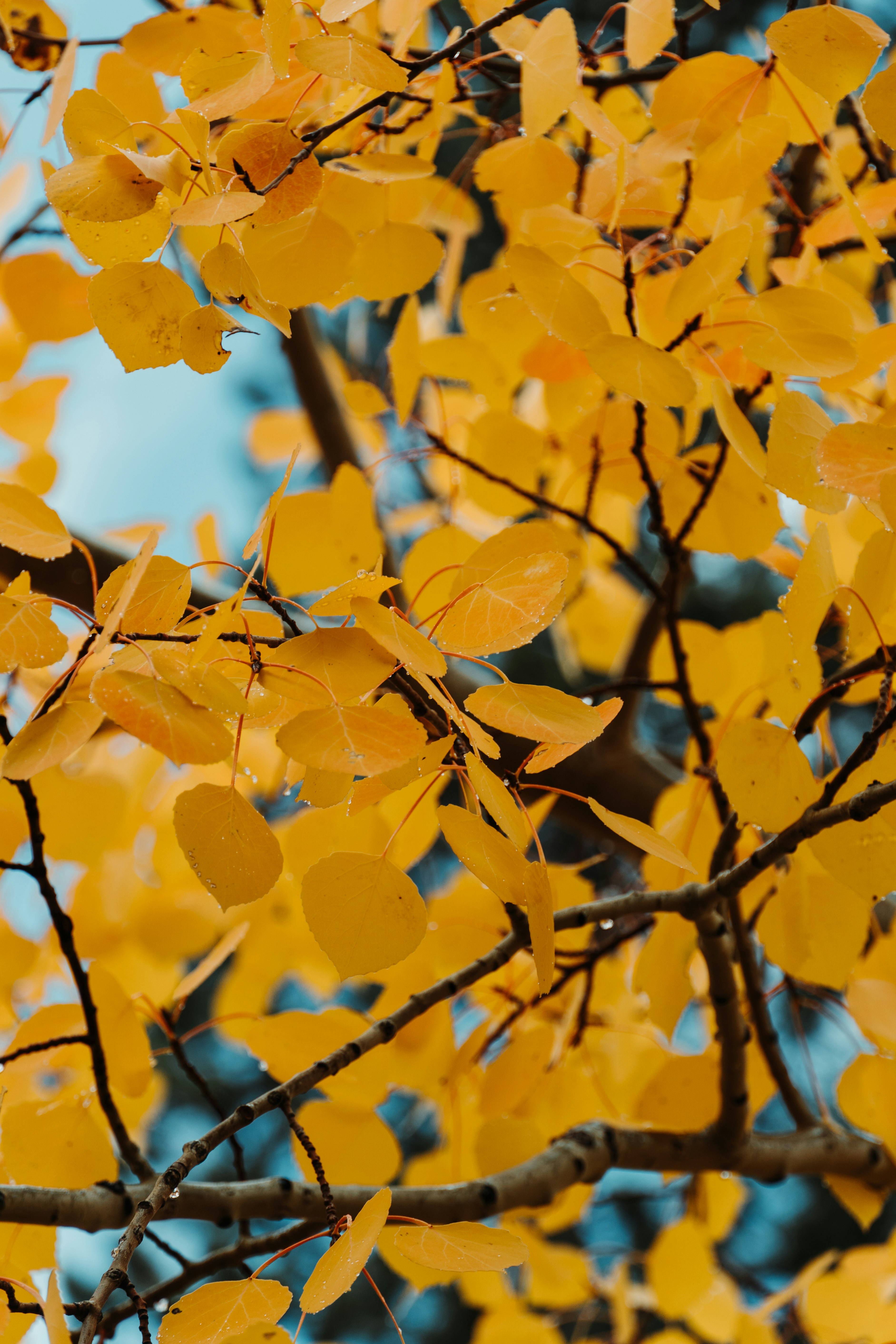 fall leaves wallpaper, wallpaper, Fall Crafts for Adults: Easy & Creative Ideas 4