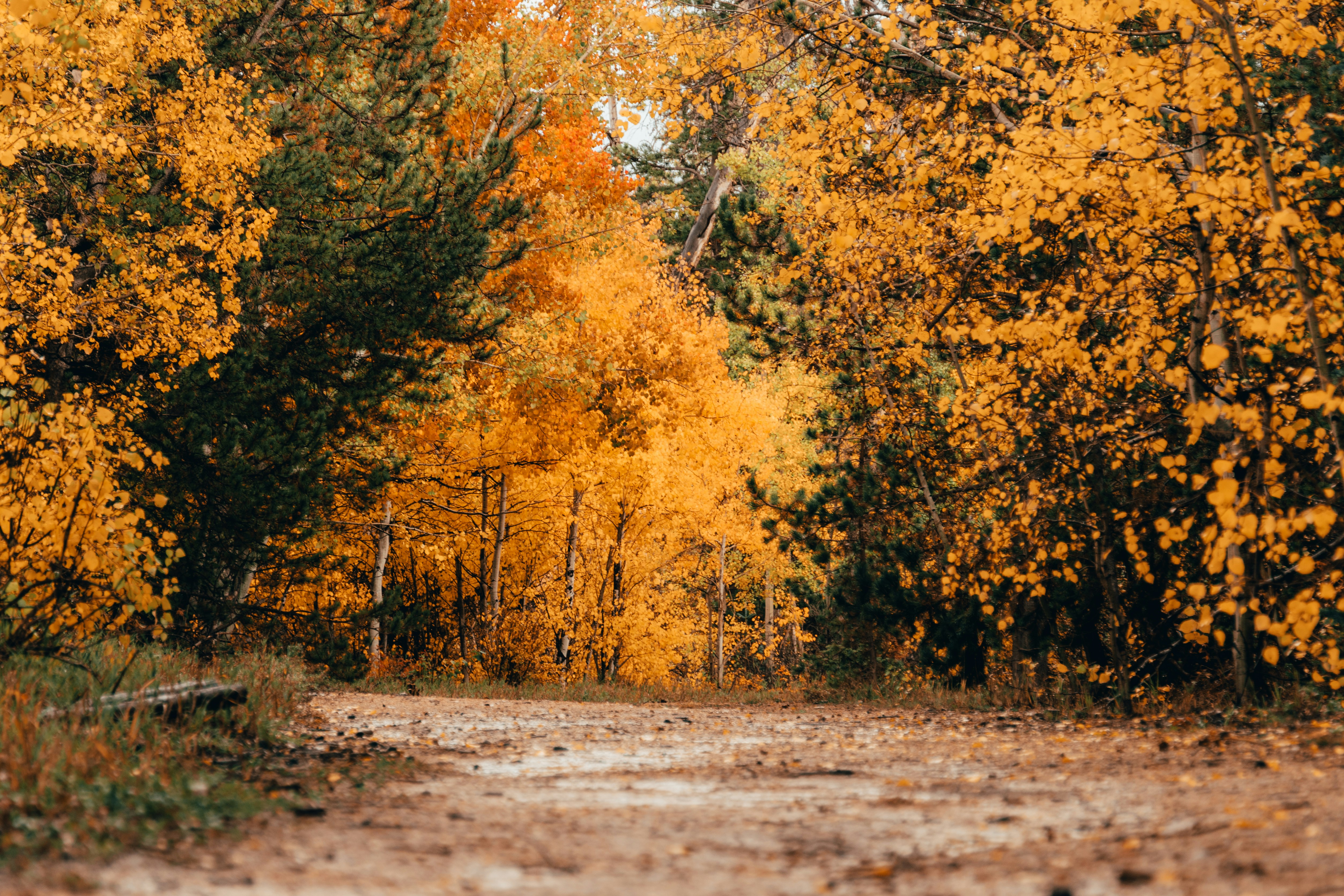 Photo by jaspergribble