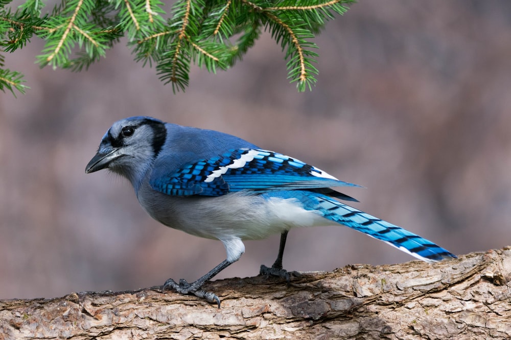 Ein blau-weißer Vogel