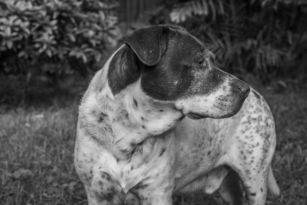 a dog lying down