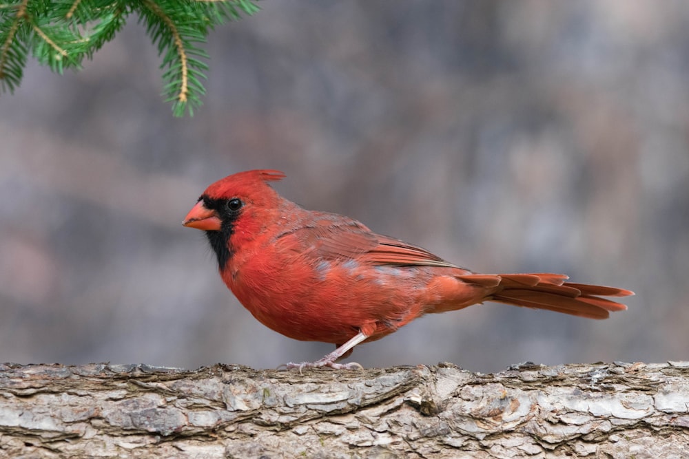 a red bird on a tree branch