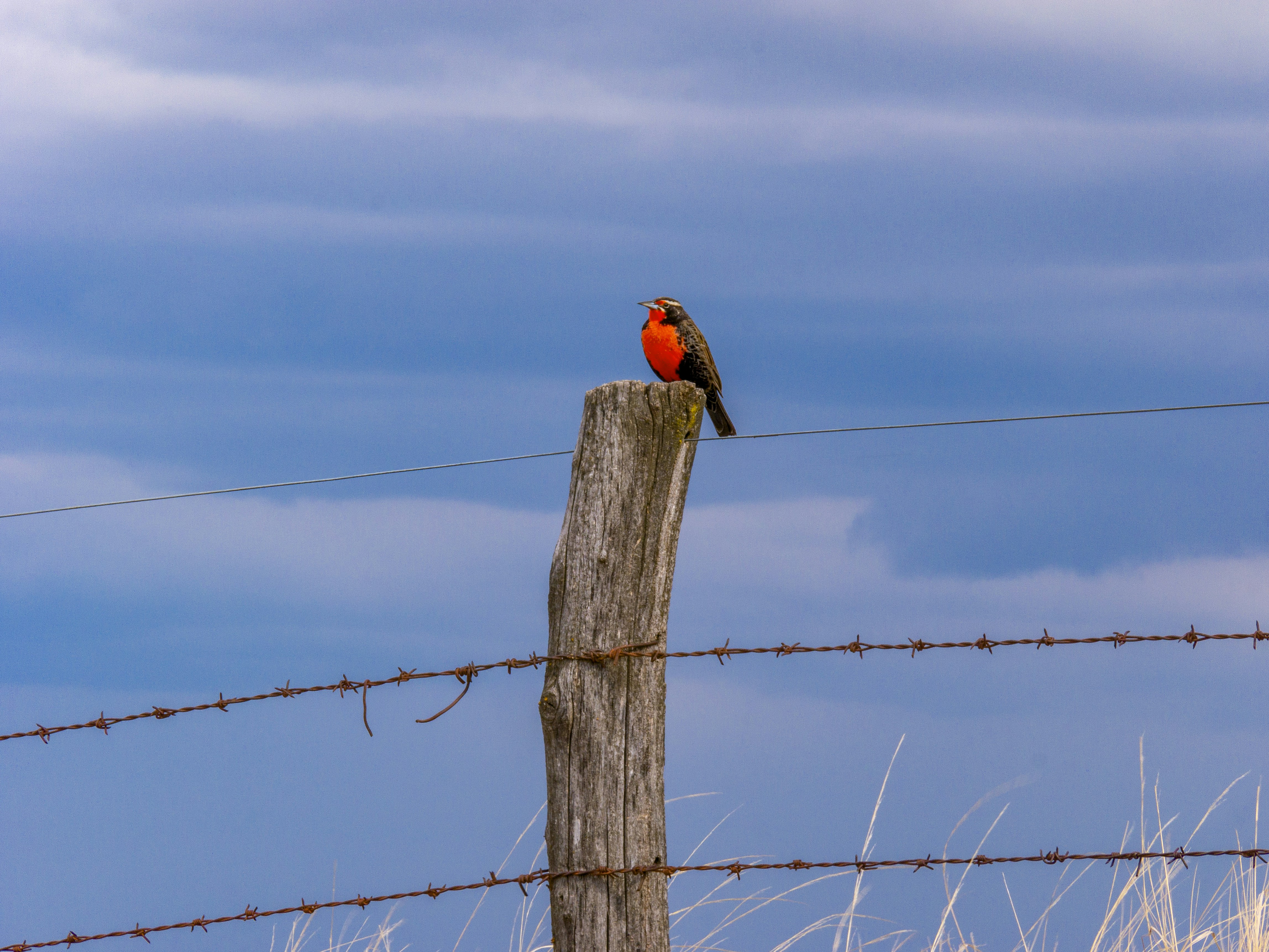 a bird on a fence post