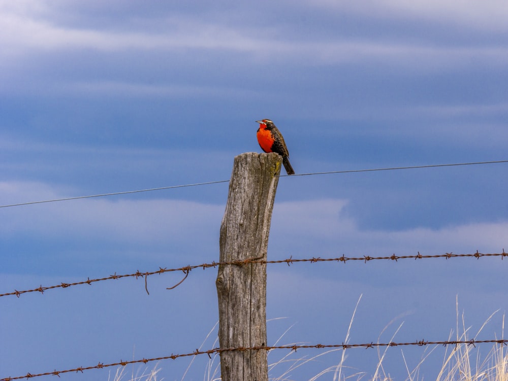 um pássaro em um poste de cerca
