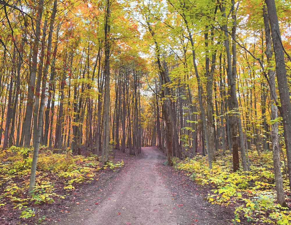 a dirt road in a forest