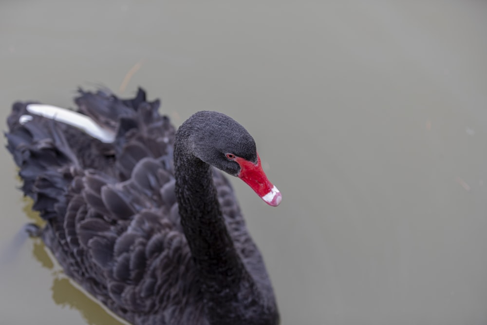 a black duck in water