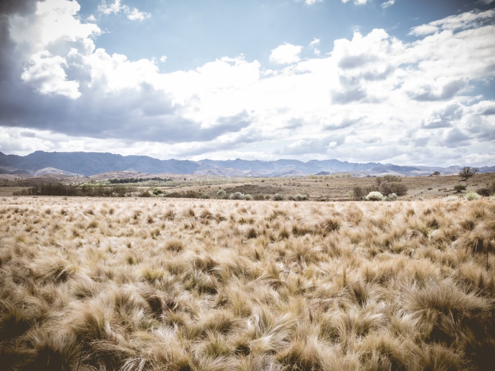 a field of dry grass