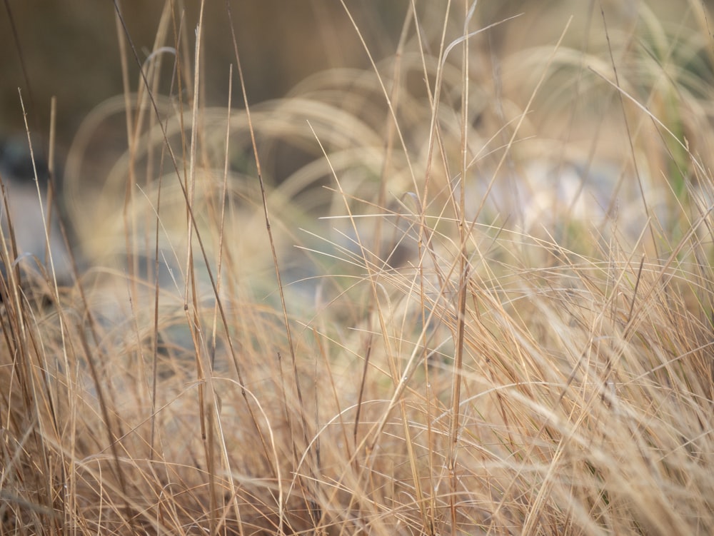 a cat in a field