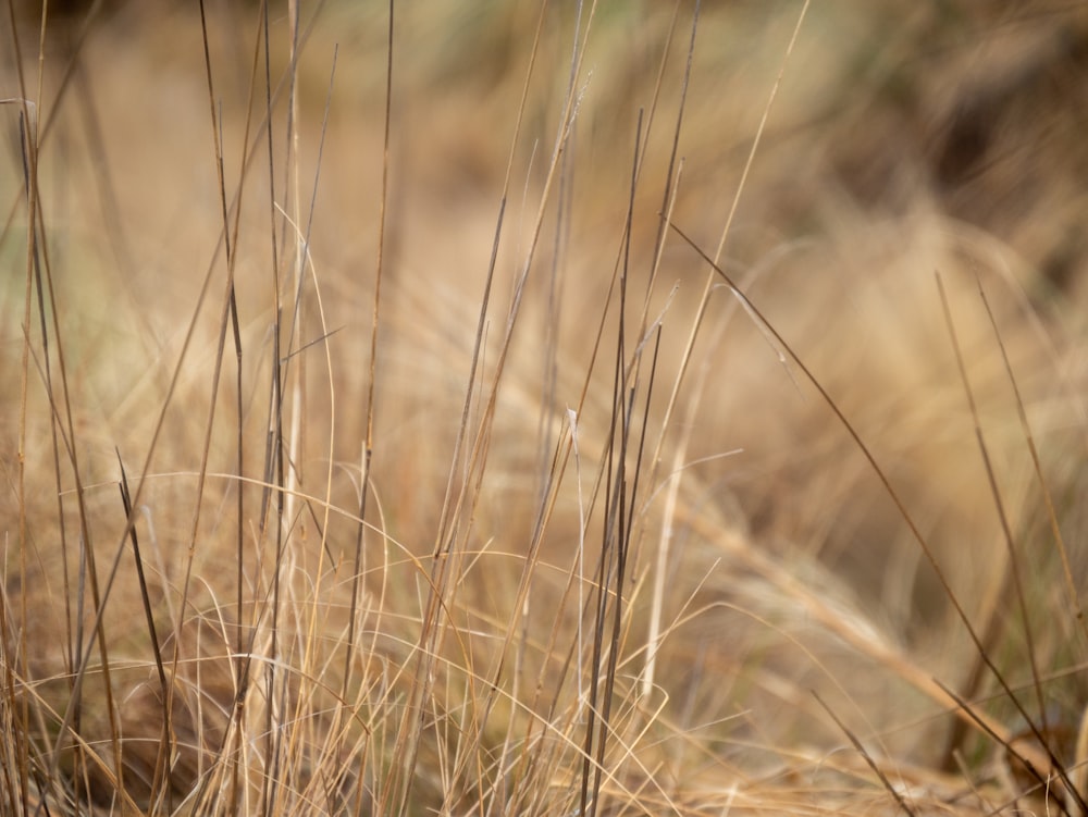 close up of grass