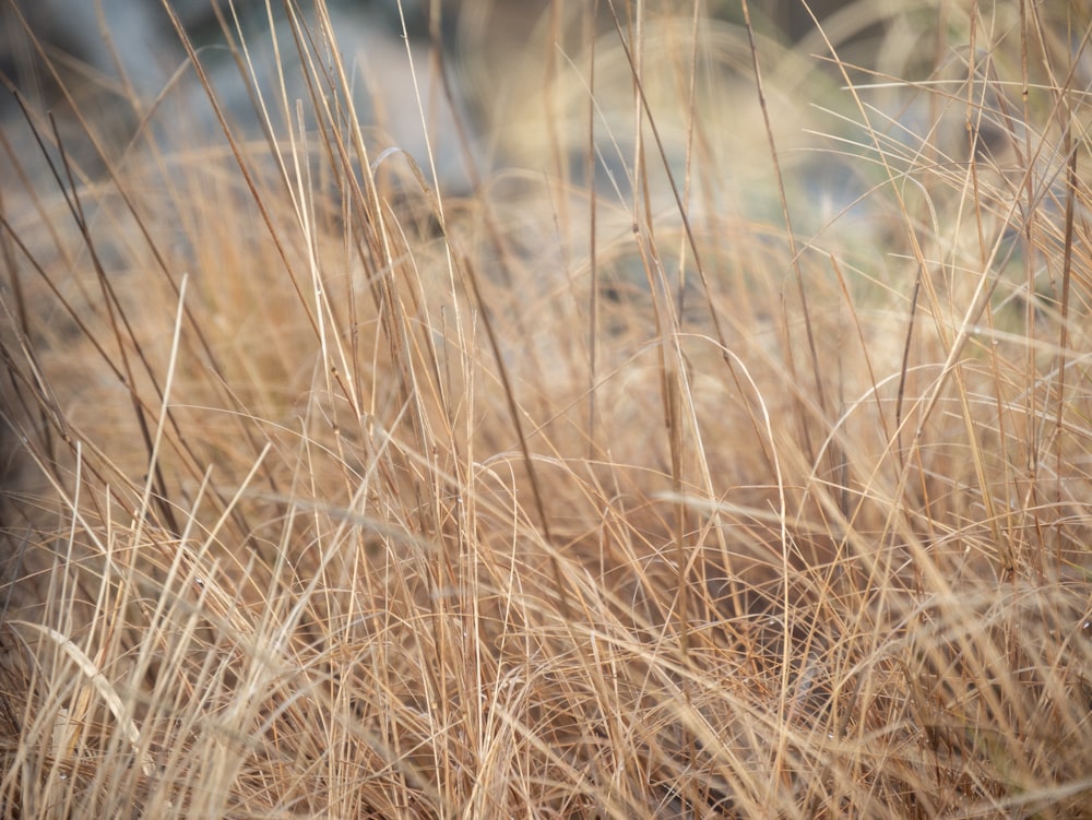 close up of grass