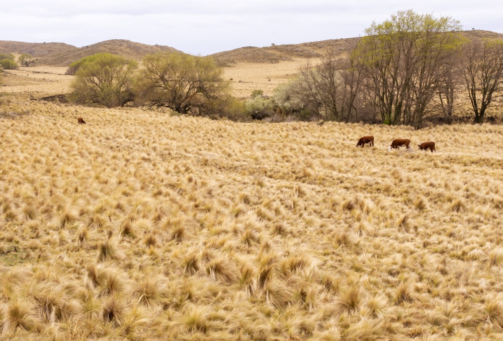 a group of animals stand in a field