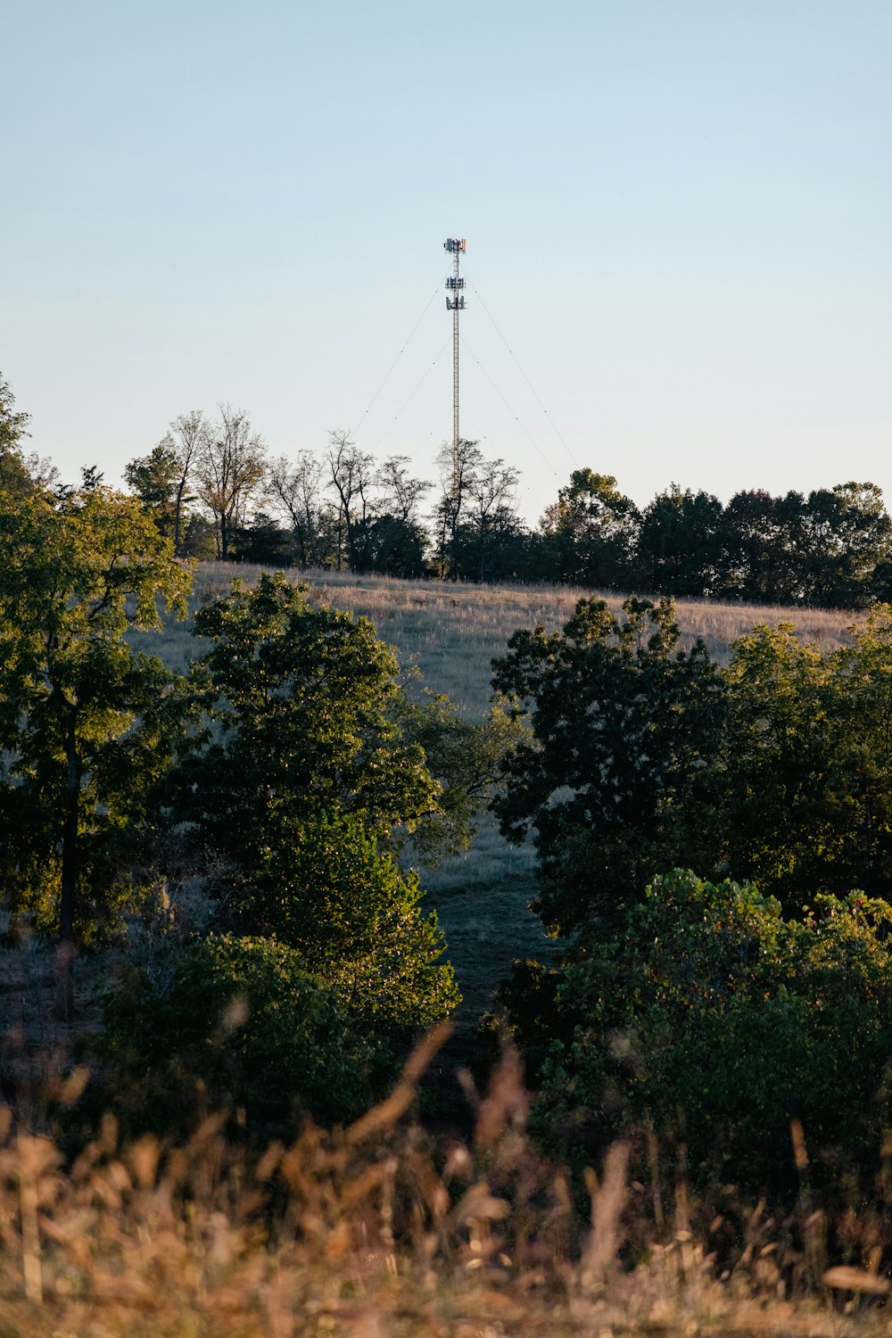 a field of trees and a tower