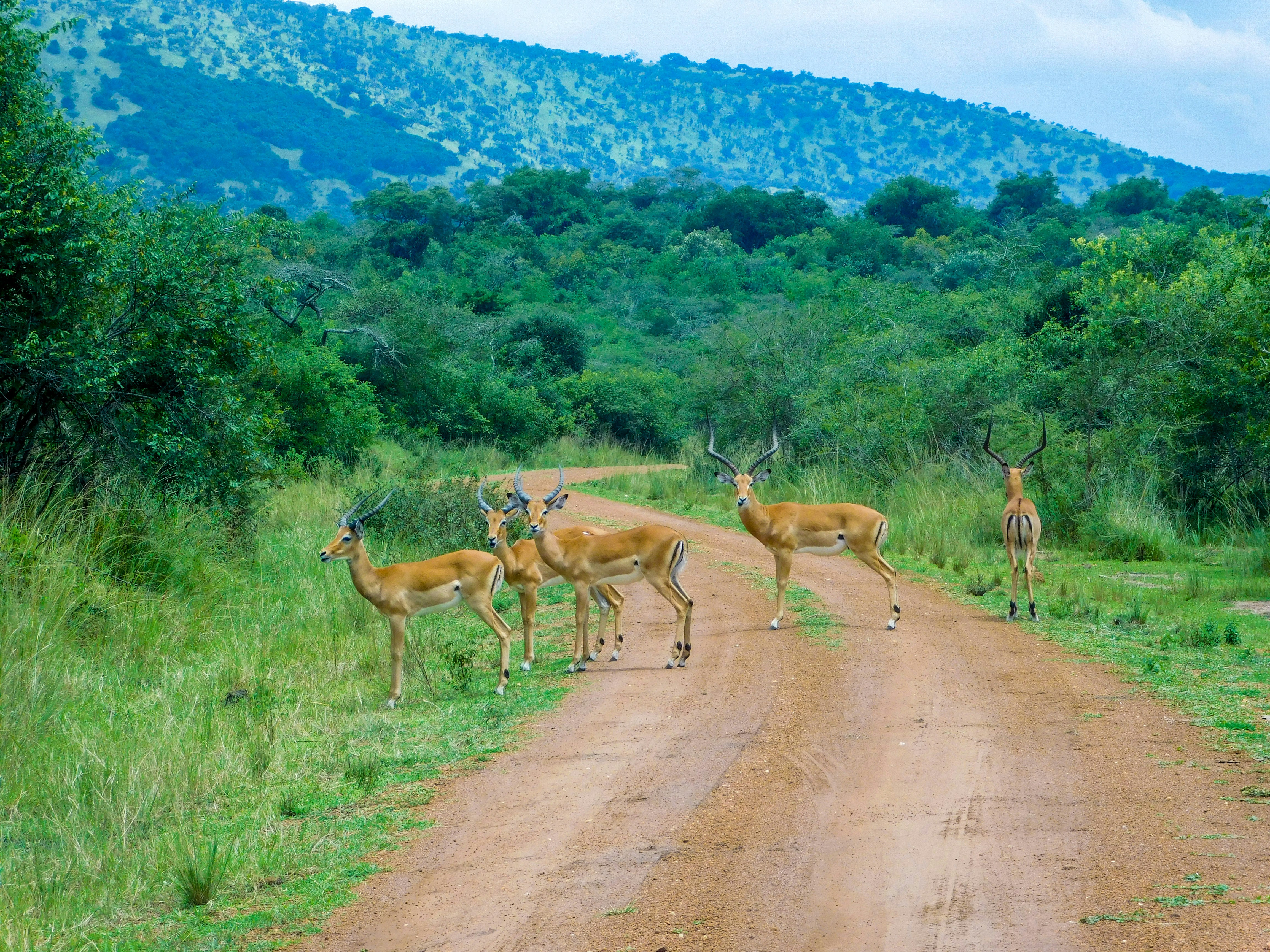 Wildlife Safaris to Akagera National Park from Germany, visit rwanda from germany, visit rwanda as a german traveler