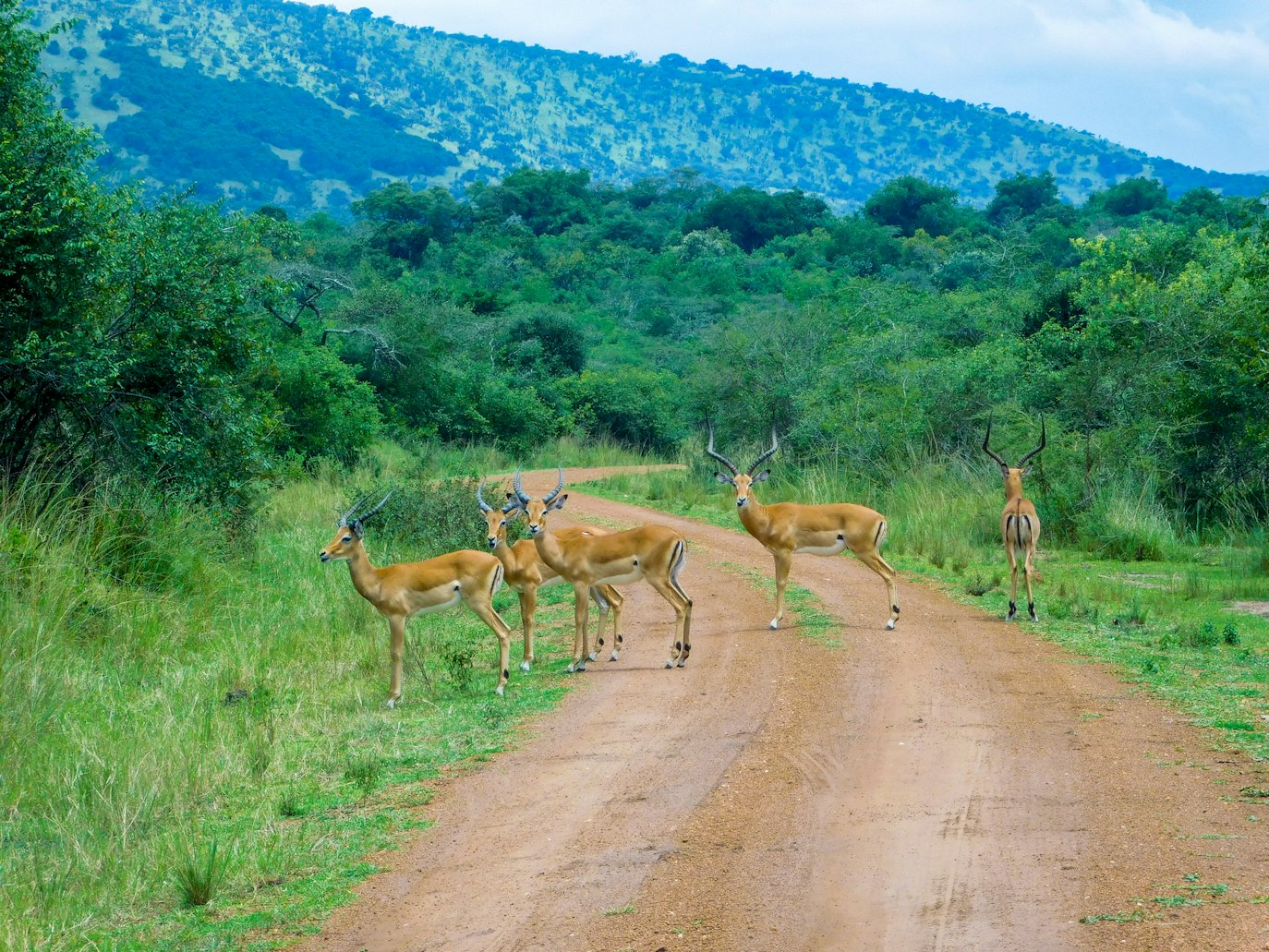 Wildlife Safaris to Akagera National Park from Germany, visit rwanda from germany, visit rwanda as a german traveler