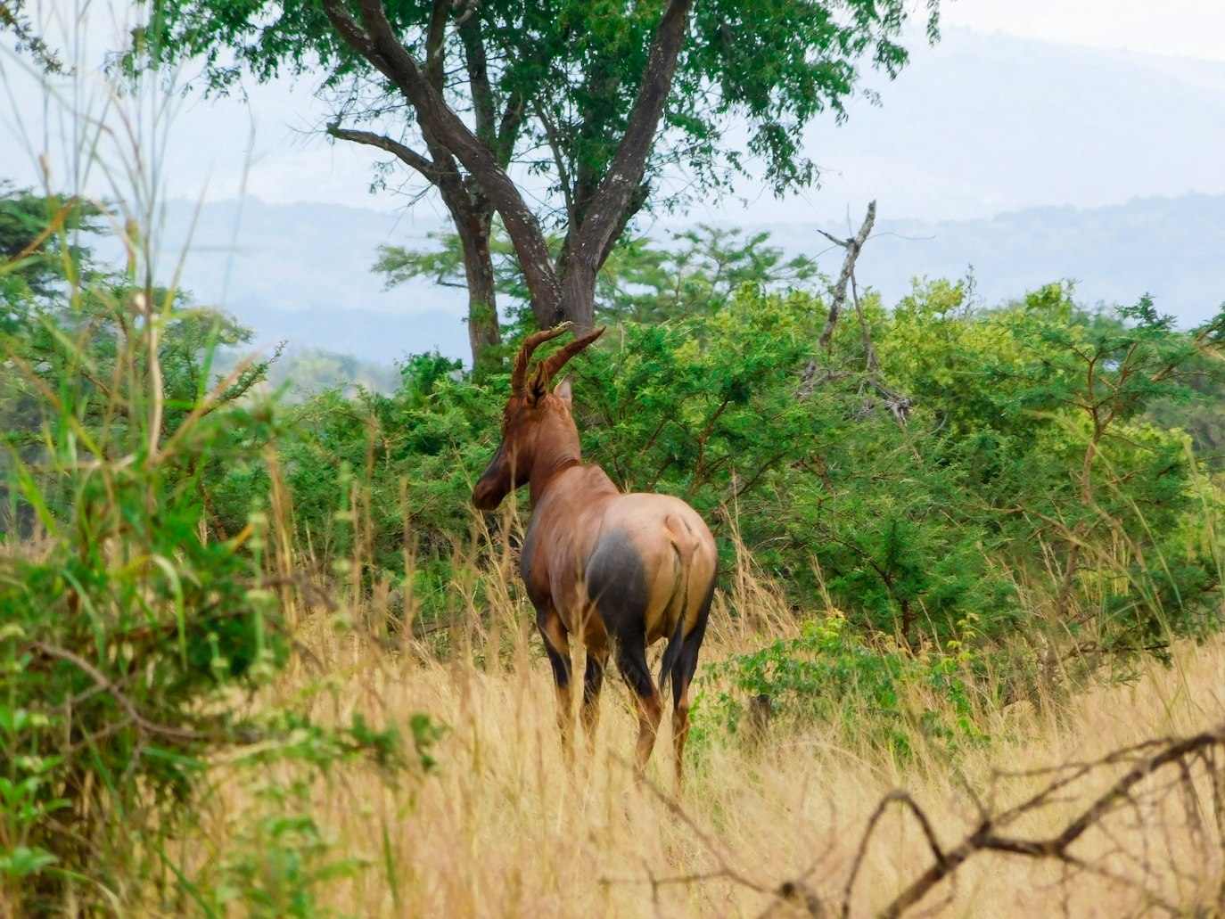 safari excursion to Rwanda from Italy