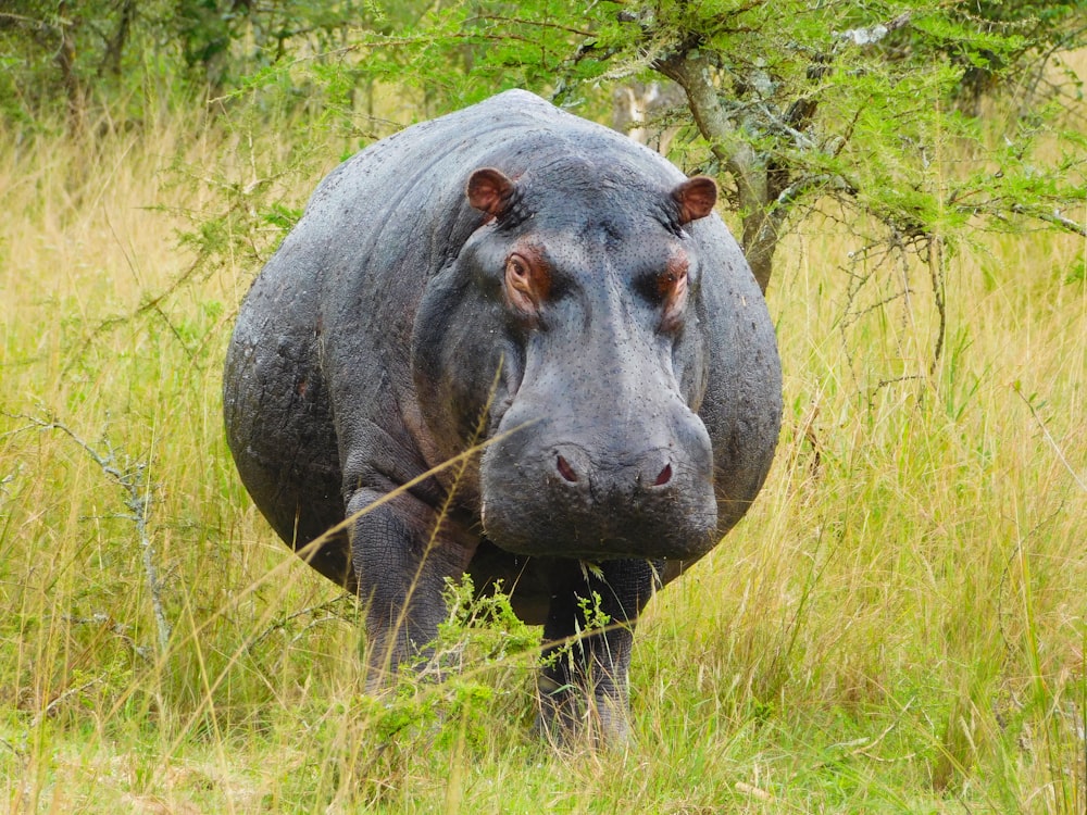 a hippopotamus in tall grass