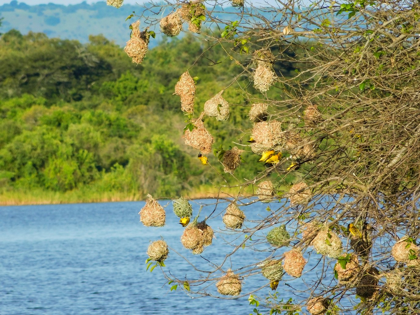 akagera national park, birds in akagera national park, birds in rwanda, akagera park safari adventure, Discover the Thrills of a 1-Day Akagera National Park Adventure, Discover a 1 Day Akagera National Park Adventure