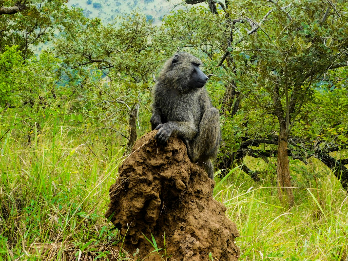 safari excursion to Rwanda from Italy