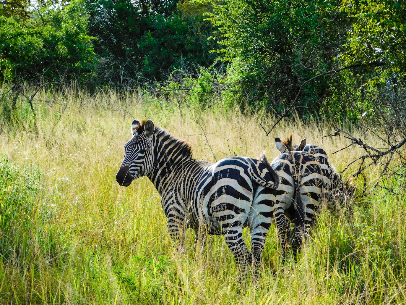 Rwanda wildlife safaris and cultural tours from Sweden