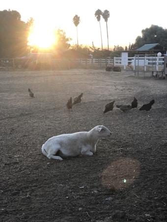 In a rural setting at sunset, a sheep rests on the ground surrounded by several chickens. The sun sets in the background, casting a warm glow over the landscape. Palm trees and farm buildings are visible near the horizon.