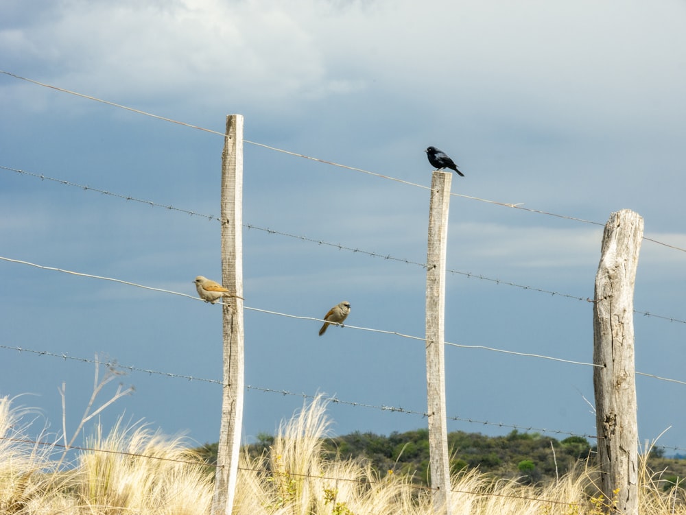 birds on a wire fence