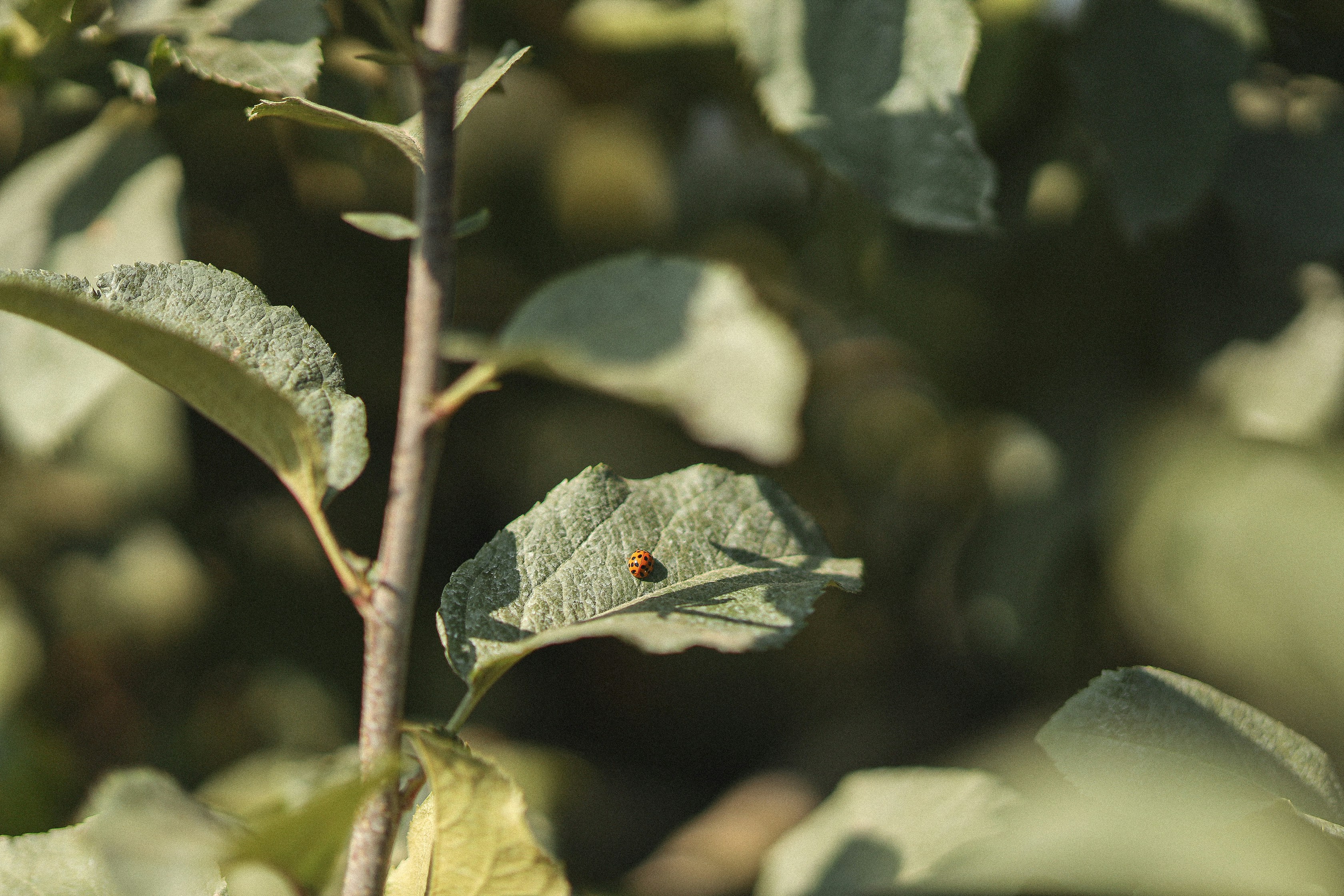 eine Eidechse auf einem Ast