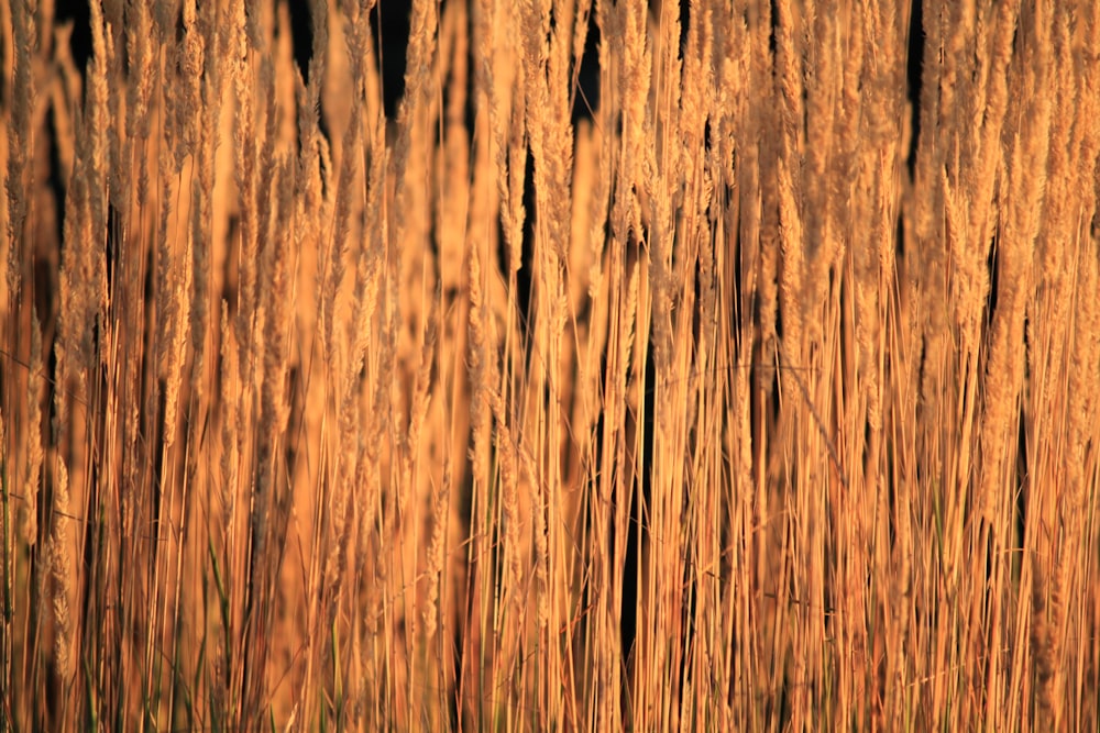 a close up of a tree