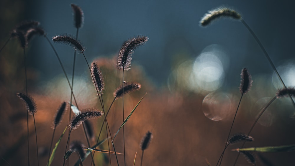 a field of wheat