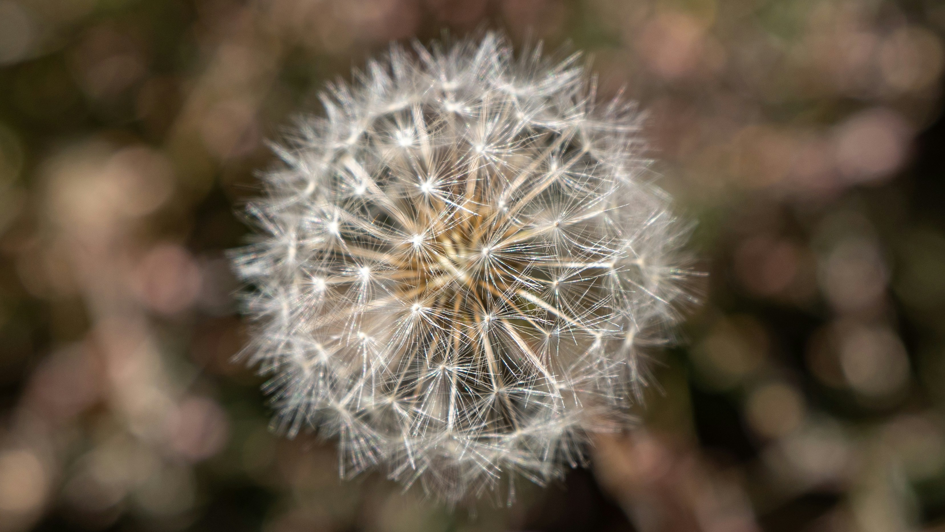 Photo by rosemarysview