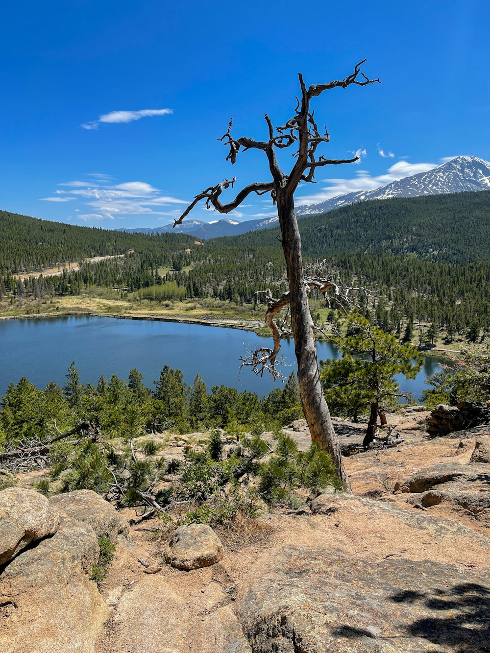 a tree next to a body of water with mountains in the background