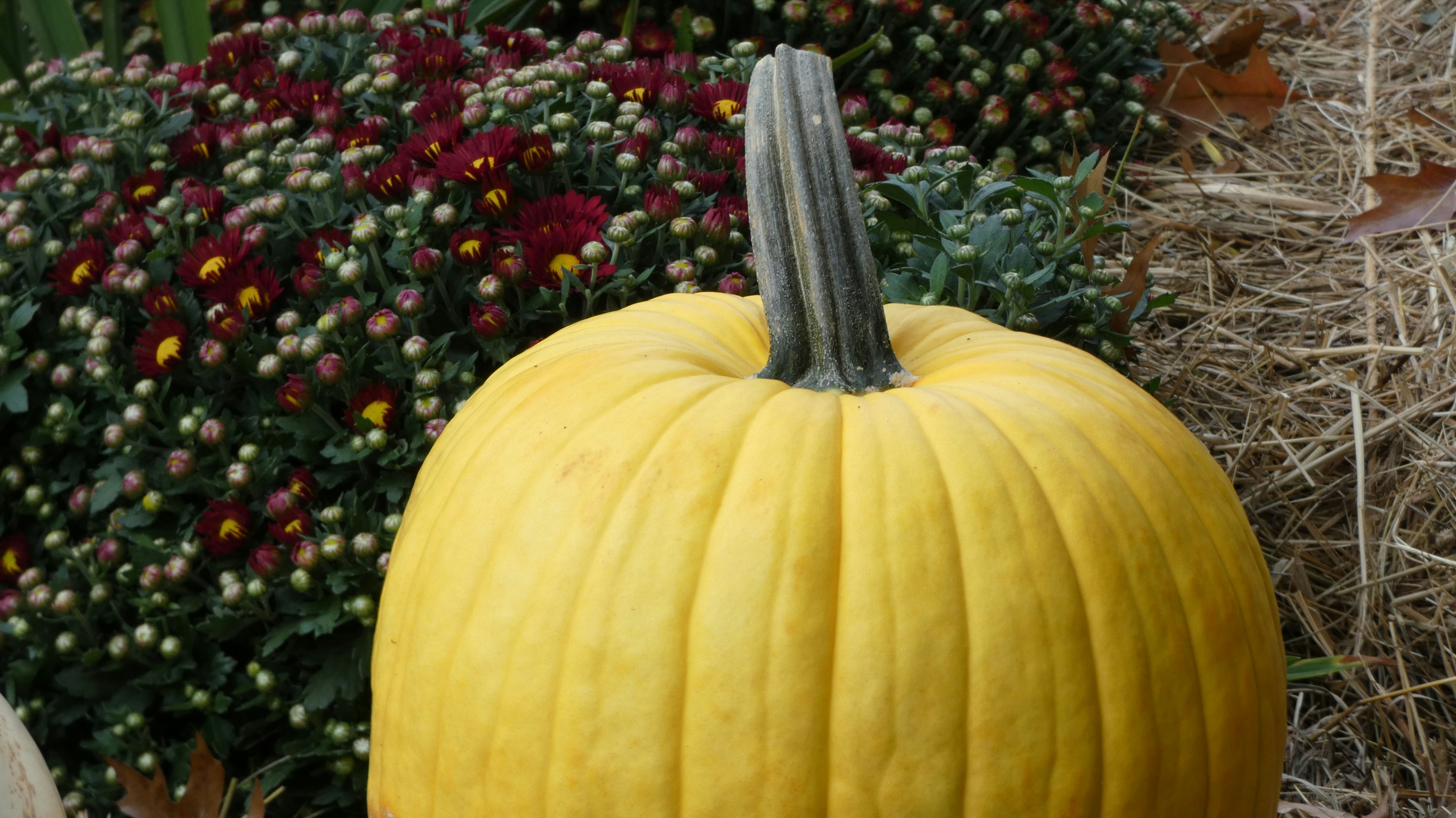 a pumpkin in front of flowers