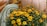 A collection of pumpkins and gourds in varying colors and shapes is surrounded by a vibrant arrangement of yellow and orange chrysanthemums. The scene is set against a backdrop of straw, contributing to an autumnal harvest theme.