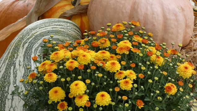 A collection of pumpkins and gourds in varying colors and shapes is surrounded by a vibrant arrangement of yellow and orange chrysanthemums. The scene is set against a backdrop of straw, contributing to an autumnal harvest theme.