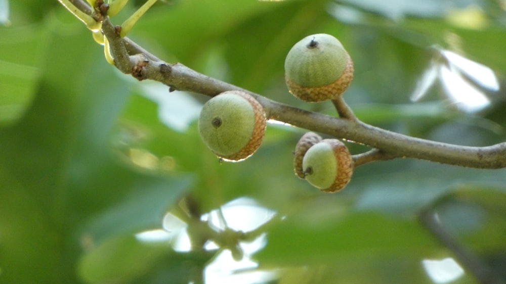 a close up of some fruit