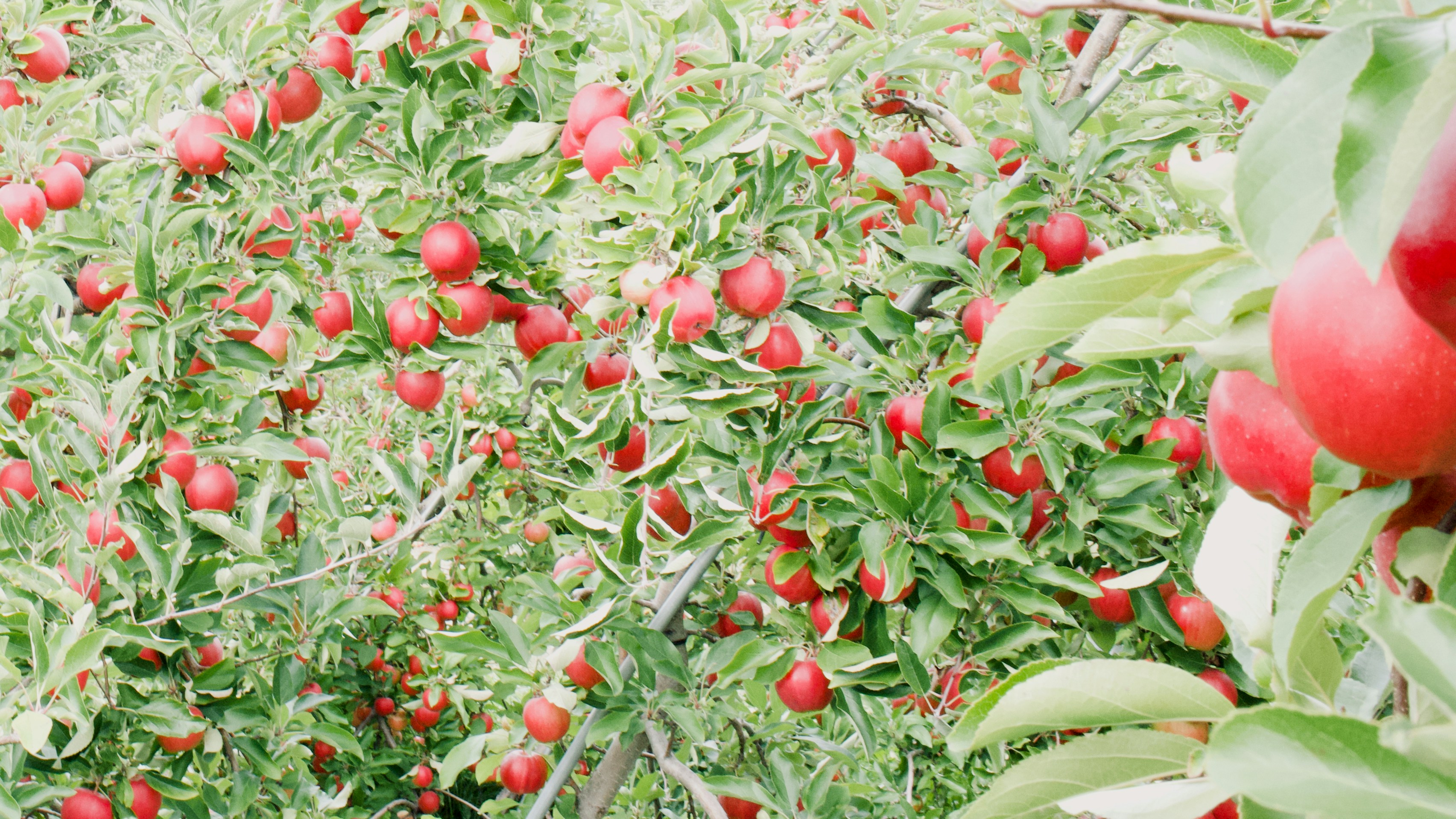 a bush with red berries