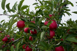a bunch of apples on a tree