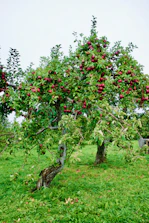 a tree with red berries