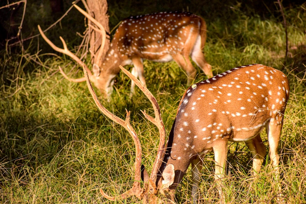 a couple deer in the grass