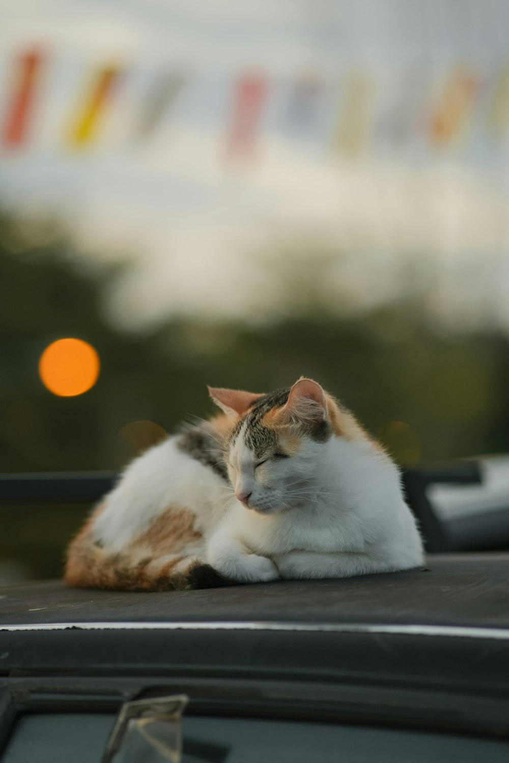 a cat sitting on a car