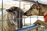 A dog and a sheep are interacting through a metal fence. The dog is leaning forward with its front paws on the fence, sniffing or gently touching the sheep's head with its nose. The sheep is calmly looking at the dog, standing close to the fence. The background is slightly blurred, suggesting a farm or outdoor setting.