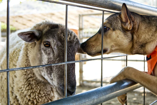 A dog and a sheep are interacting through a metal fence. The dog is leaning forward with its front paws on the fence, sniffing or gently touching the sheep's head with its nose. The sheep is calmly looking at the dog, standing close to the fence. The background is slightly blurred, suggesting a farm or outdoor setting.