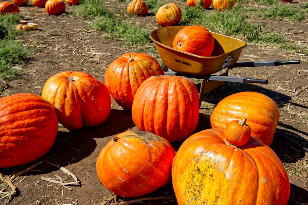 a group of pumpkins in a patch of dirt