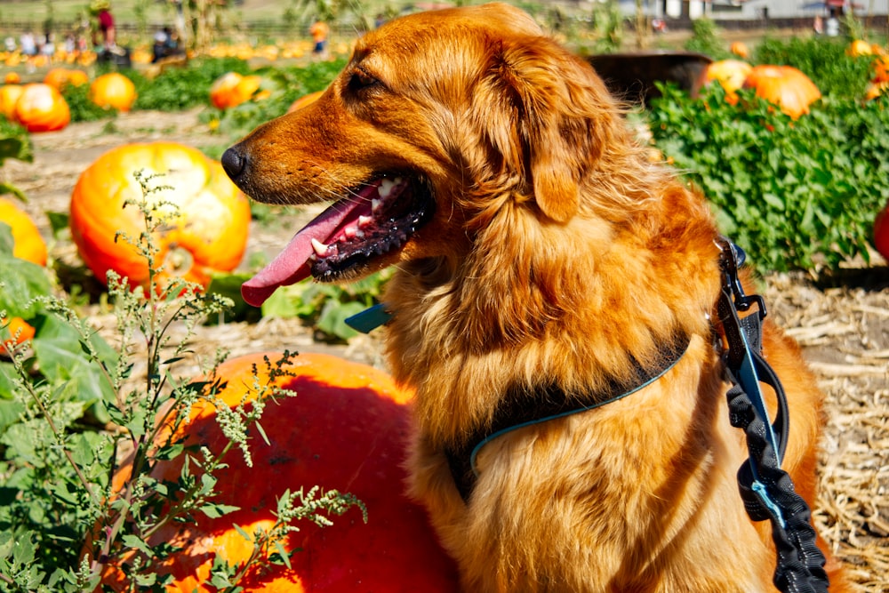 a dog in a garden