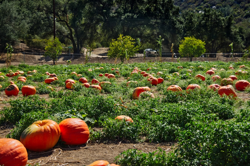 a field of pumpkins