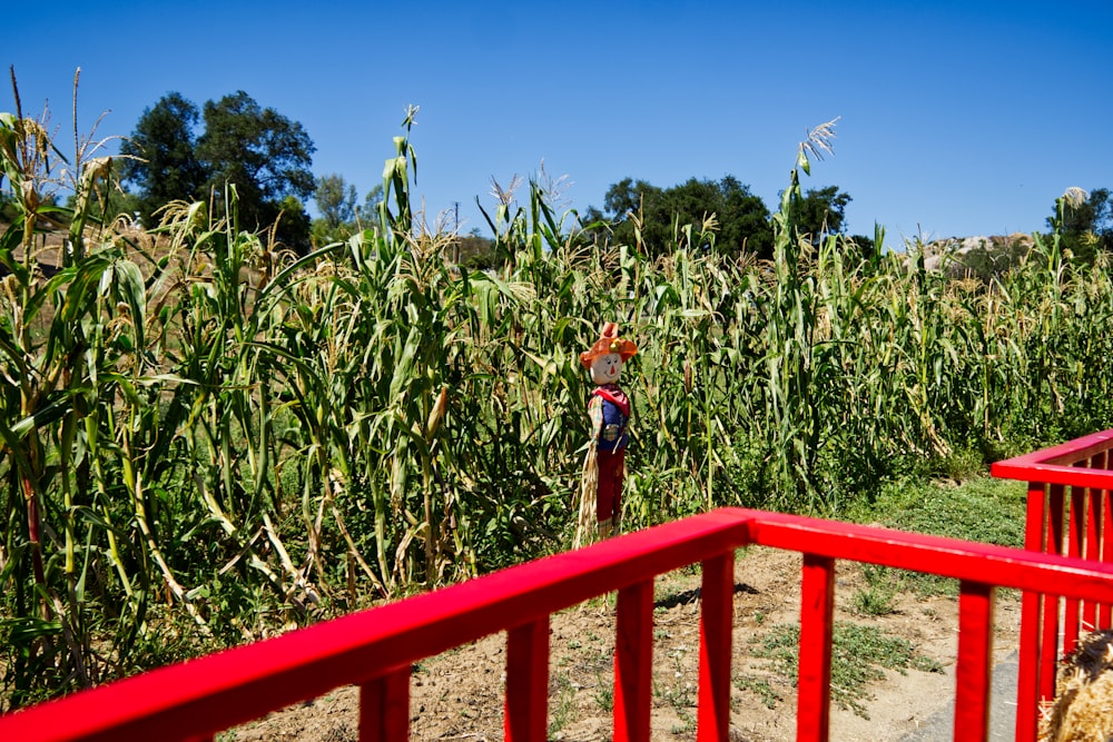 a person standing in a field of corn