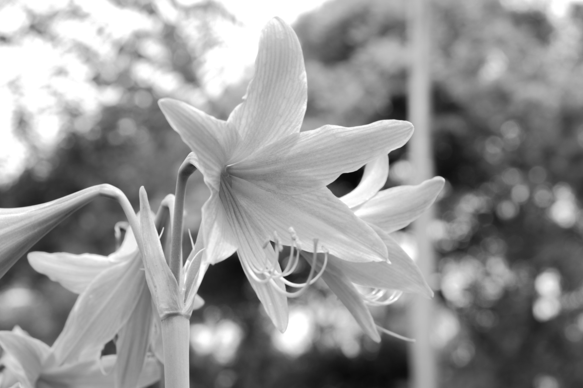 A vibrant close-up of a blooming flower with a subtle zoom effect highlighting its delicate petals.