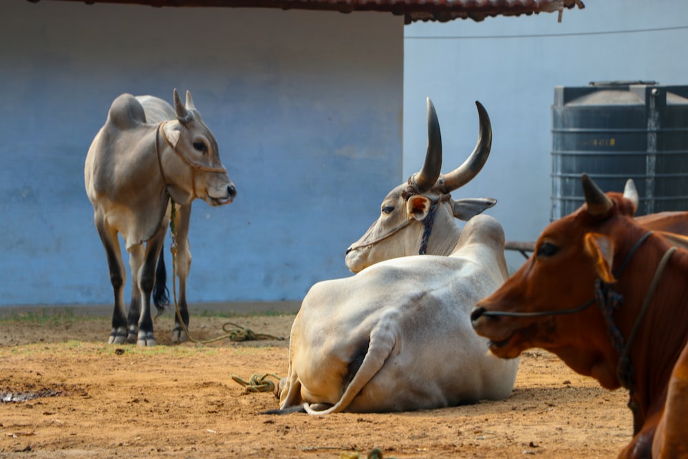 a group of animals lay near each other