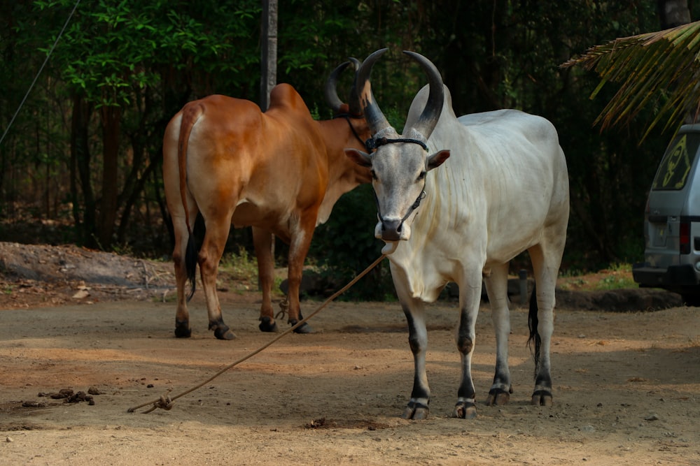 um casal de animais anda por uma estrada de terra