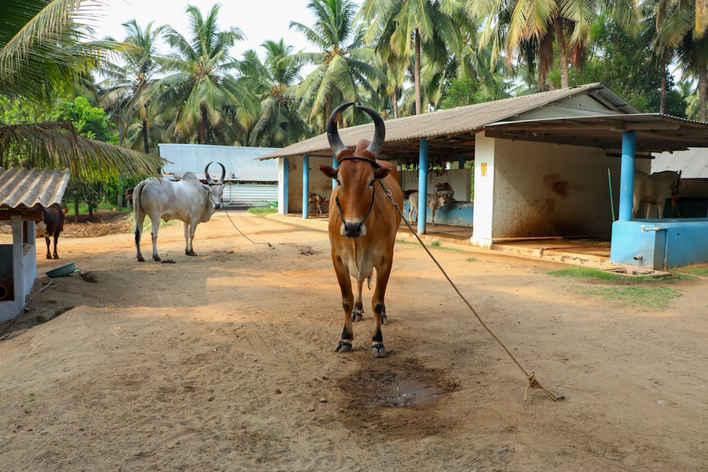 a couple of animals stand near each other