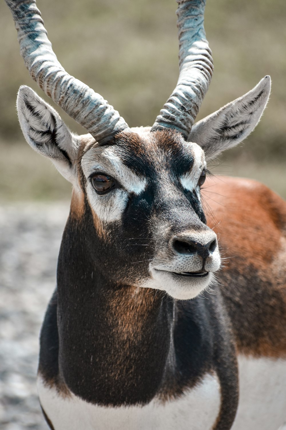 a close up of a goat